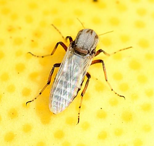 Réf. 305 710 : Sphaeromias pictus